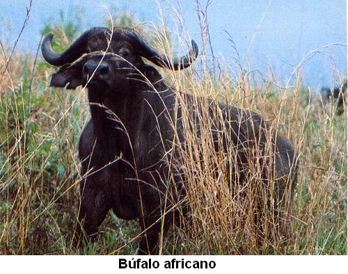 Búfalo africano.jpg